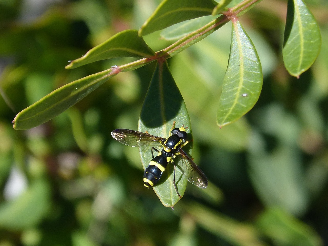 Xanthogramma, Diptera, Lapai, Syrphidae, Hoverfly, Nemokamos Nuotraukos,  Nemokama Licenzija