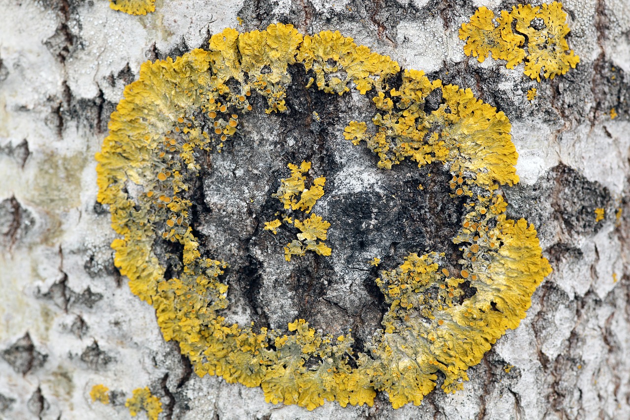 Xanthoria Parietina, Kerpės, Beržas, Medis, Rėmas, Folija, Žalia, Medžio Žievė, Nemokamos Nuotraukos,  Nemokama Licenzija