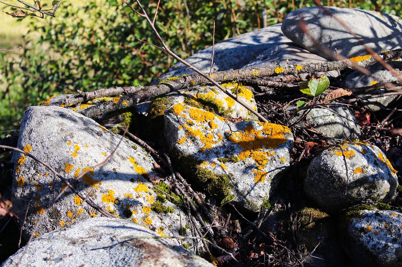 Xanthoria Parietina, Geltona Liucerna, Akmenys, Akmenys, Samanos, Natūralus, Spalva, Nemokamos Nuotraukos,  Nemokama Licenzija