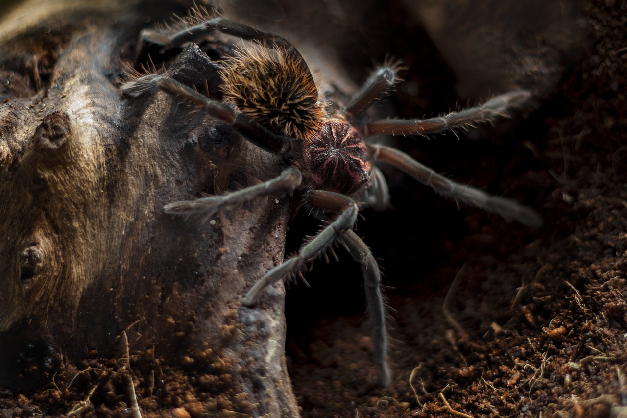 Xenesthis,  Immanis,  Tarantula,  Voras,  Paukštis Voras,  Kolumbijos,  Mažesnis,  Juodos Spalvos,  Kolumbiešu Mažiau Juoda,  Juvenalinis