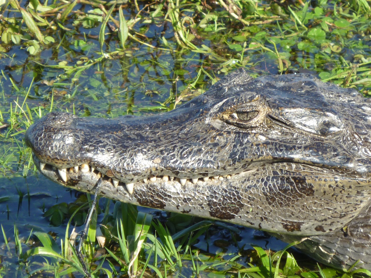 Yacaré, Estuarijas, Pelkė, Nemokamos Nuotraukos,  Nemokama Licenzija