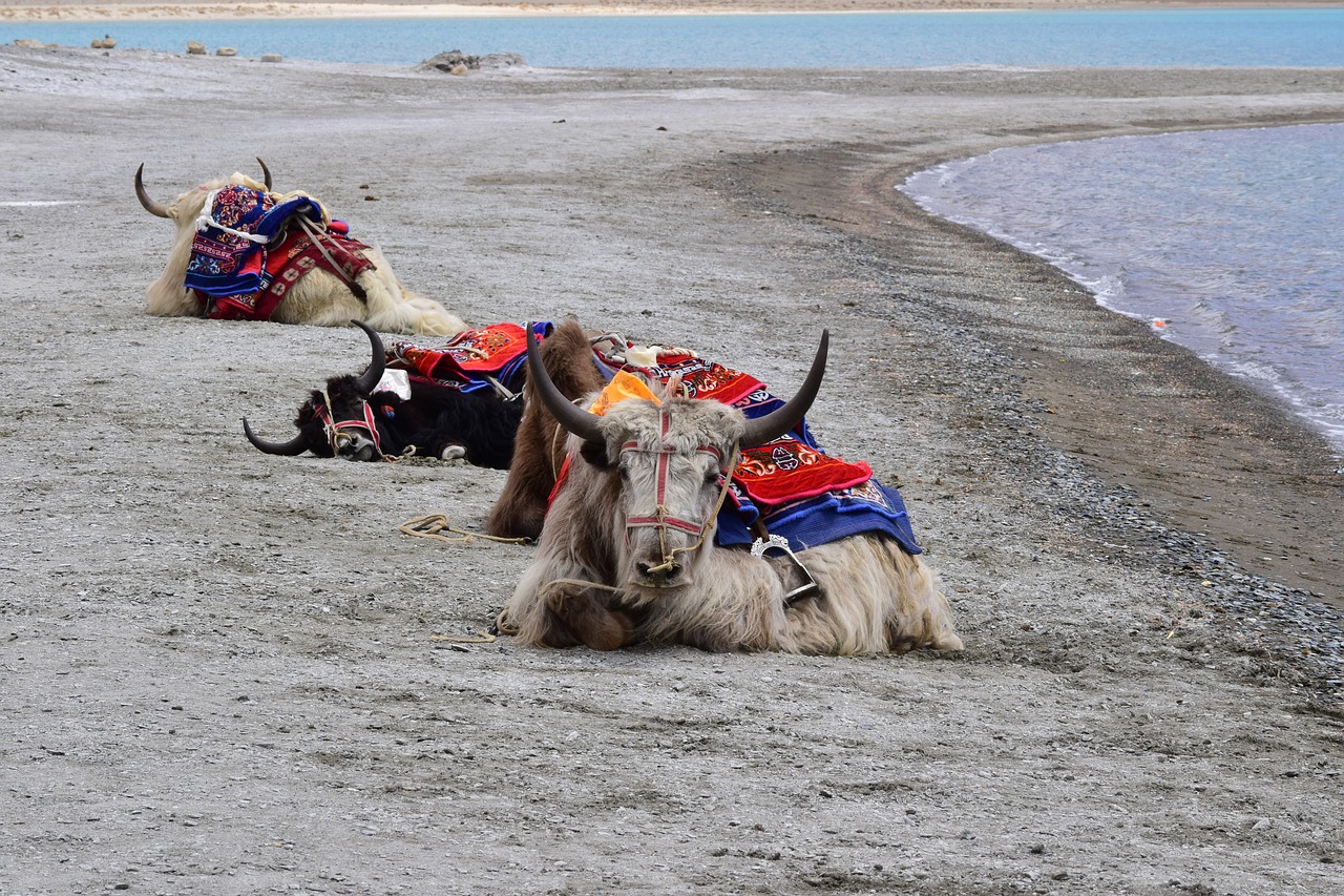 Jakas, Pangong Ežeras, Pangong Tso, Ežeras, Gyvūnai, Važiuoti, Augintiniai, Leh, Ladakh, Kašmyras