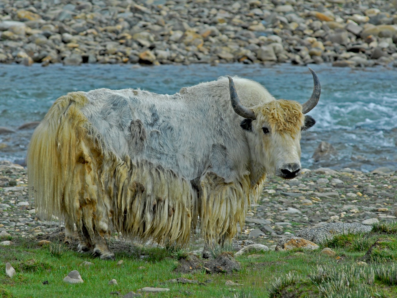 Jakas, Gyvūnas, Tibetas, Nemokamos Nuotraukos,  Nemokama Licenzija