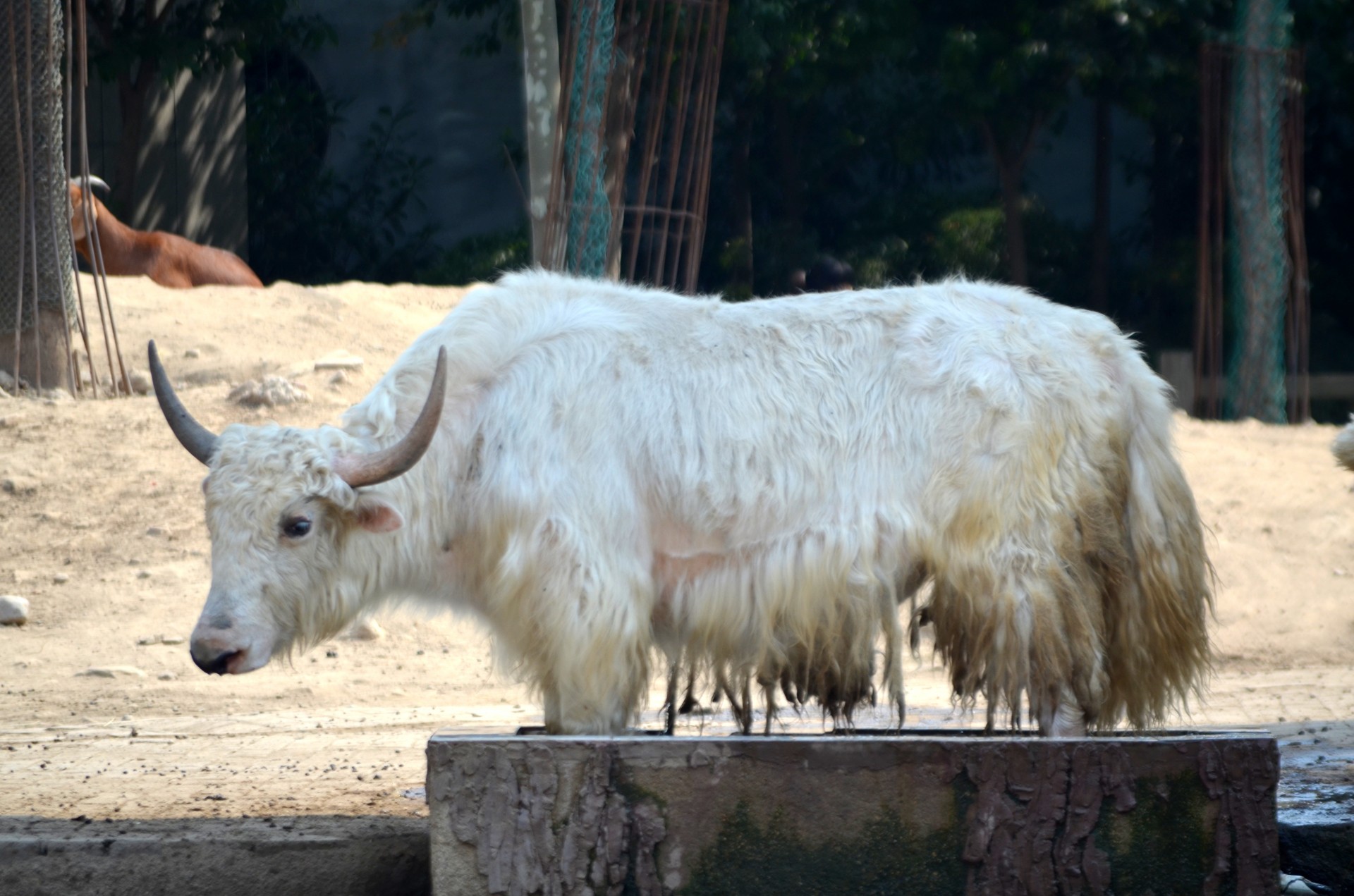 Gyvūnai,  Jakas,  Kinija,  Tibetas,  Mongolija,  Žinduolis,  Vilnos,  Zoologijos Sodas,  Jakas, Nemokamos Nuotraukos