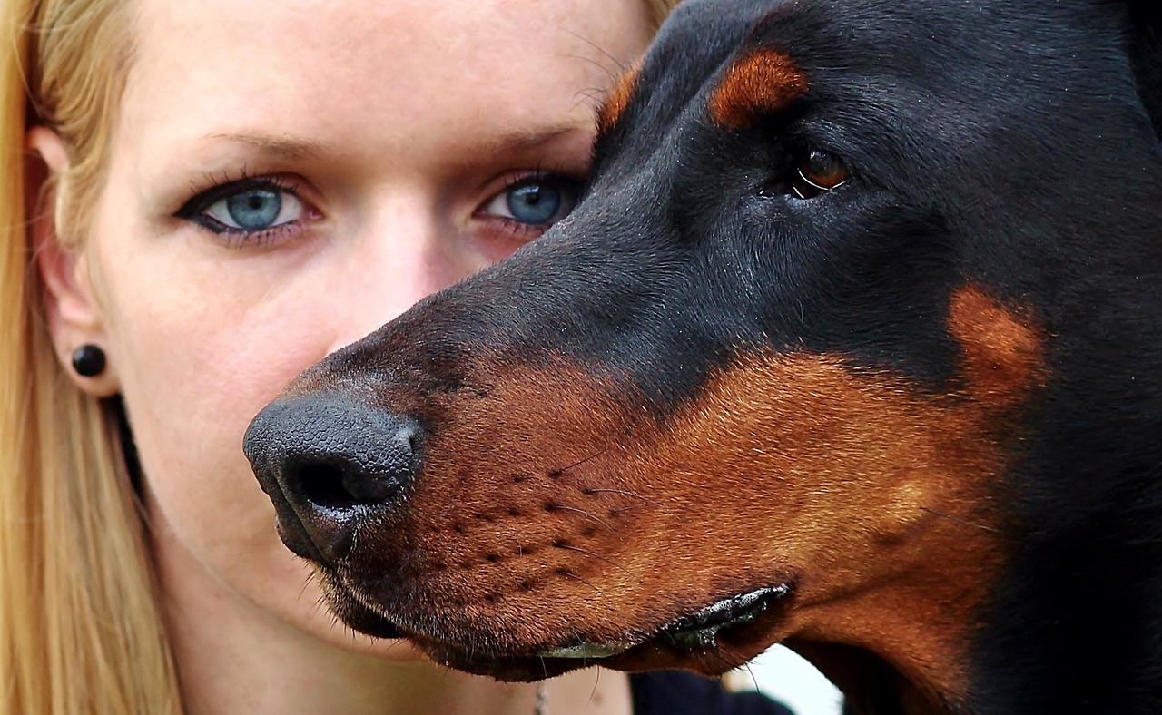 Blondinė Moteris, Dobermanas, Akys, Šuo, Augintiniai, Nemokamos Nuotraukos,  Nemokama Licenzija