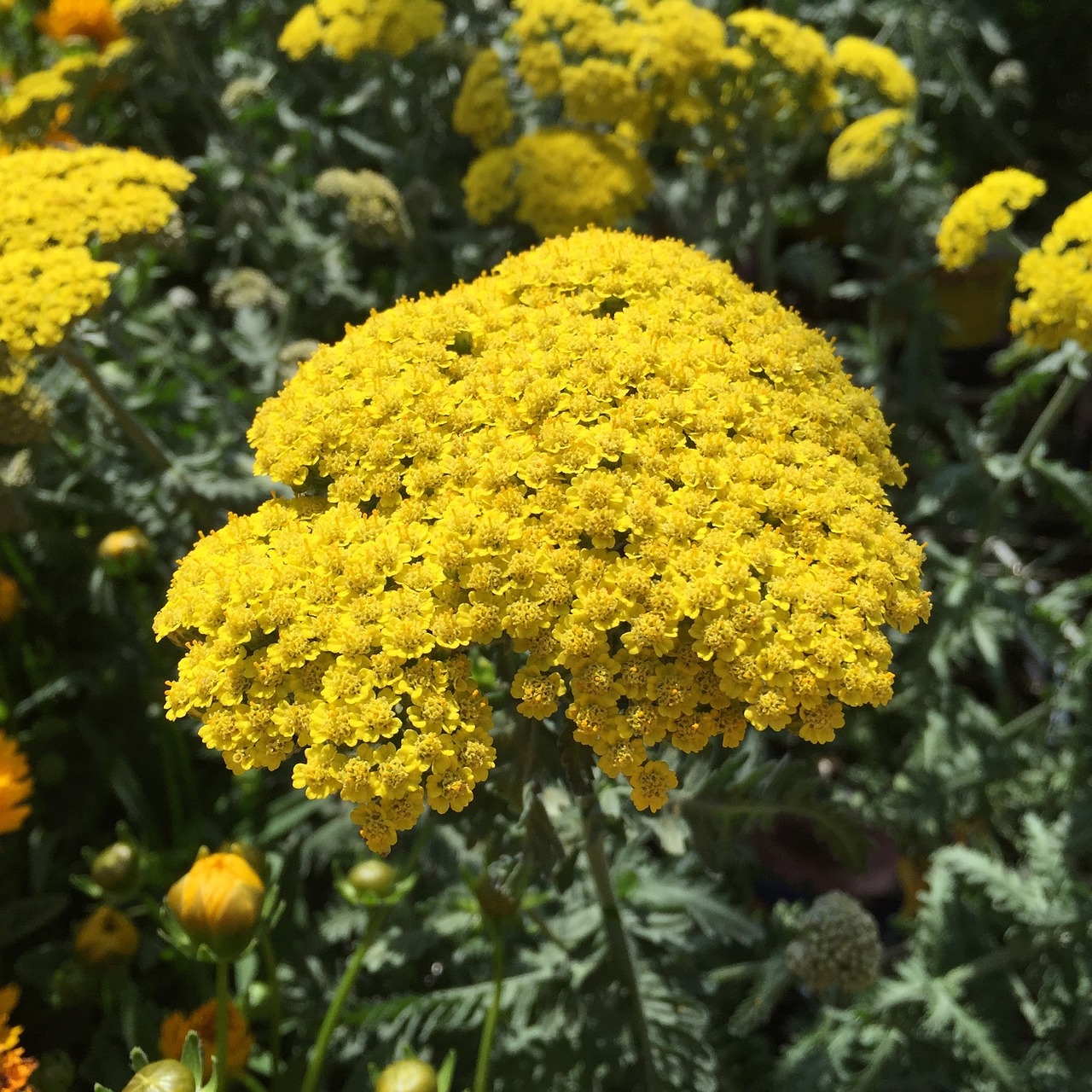 Jarrow, Vanduo Išmintingas Augalas, Vasaros Augalas, Augalas, Achillea Millefolium, Nemokamos Nuotraukos,  Nemokama Licenzija