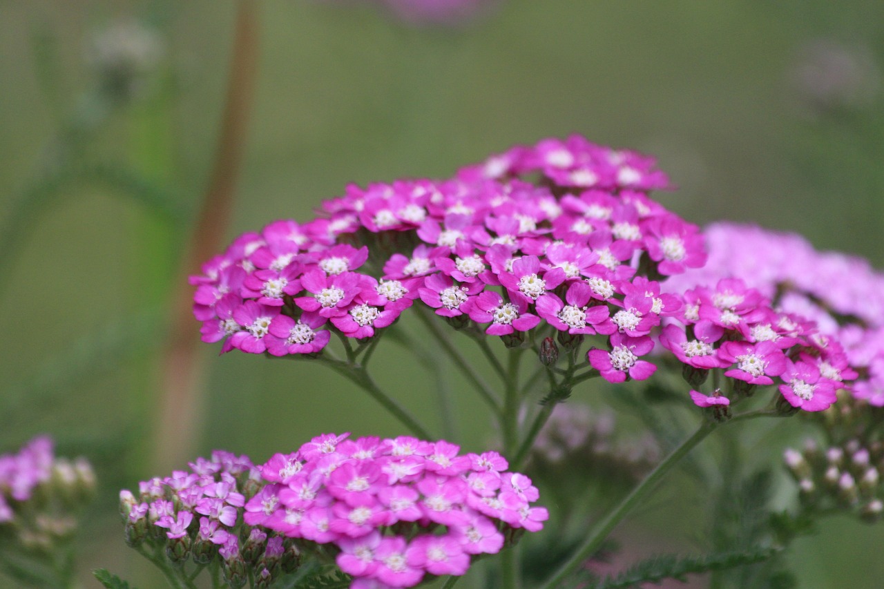 Kraujažolės,  Achillea,  Pobūdį,  Gėlė,  Augalų,  Lauke,  Vasara,  Žydi,  Rožinė Kraujažolės,  Rausvos Gėlės