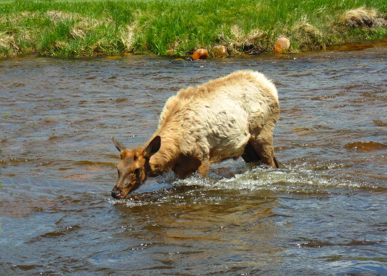 Metinius Elk River,  Pobūdį,  Gyvūnų Geriamasis Vanduo, Nemokamos Nuotraukos,  Nemokama Licenzija