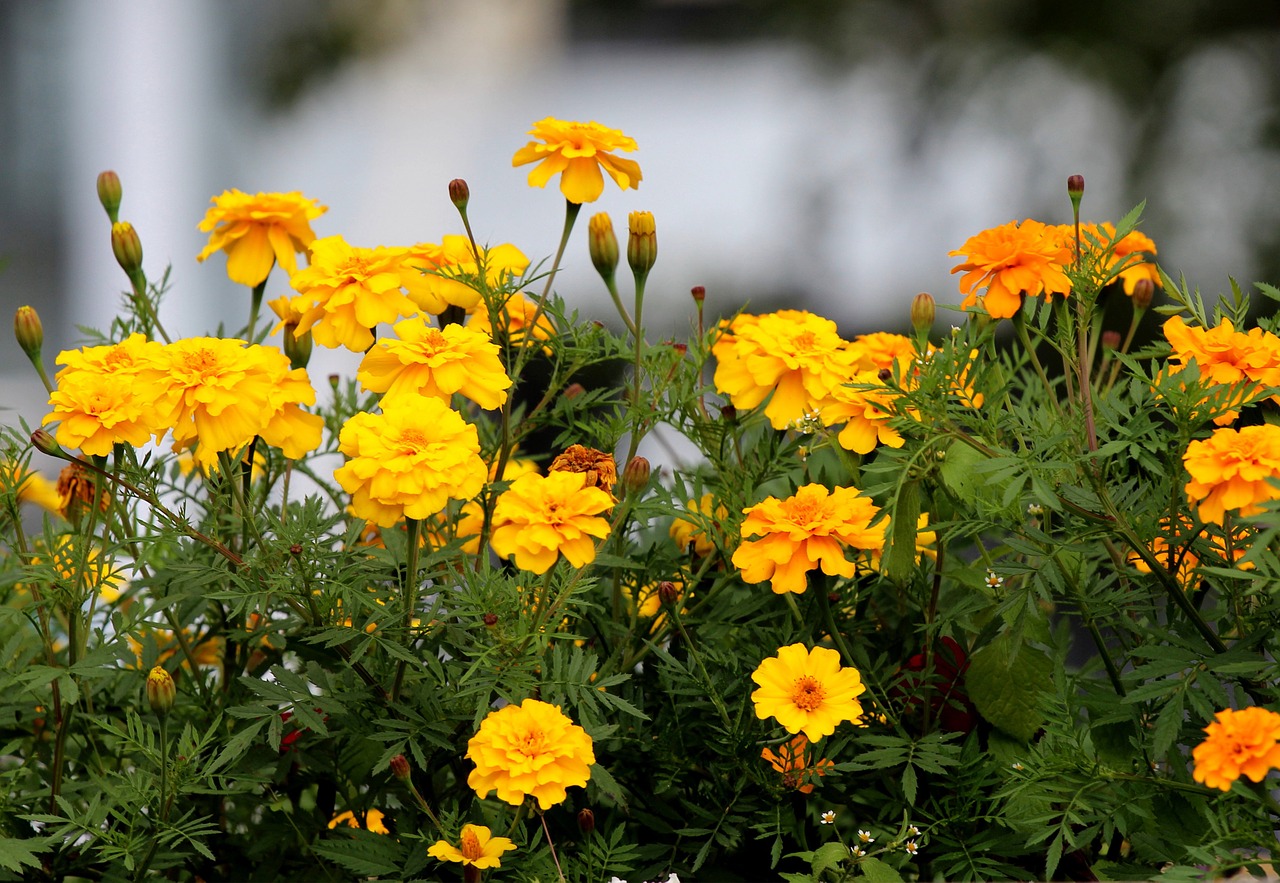 Marigoldas, Gėlės, Geltona, Geltona Gėlė, Gėlė, Vasaros Gėlės, Gražus, Gamta, Dekoratyvinis Augalas, Nemokamos Nuotraukos