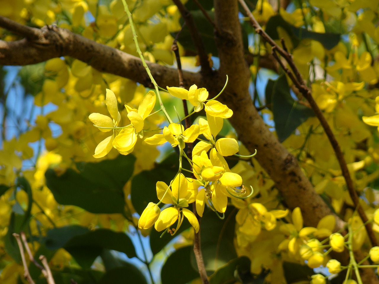 Geltona, Gėlės, Medis, Australia, Pavasaris, Gamta, Žydėti, Žydi, Flora, Tropinis