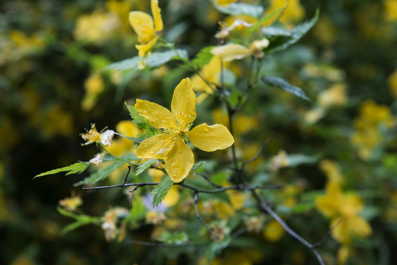 Geltona, Gėlė, Augalas, Sodas, Žiedas, Geltonos Gėlės, Gamta, Žiedlapiai, Flora, Nemokamos Nuotraukos