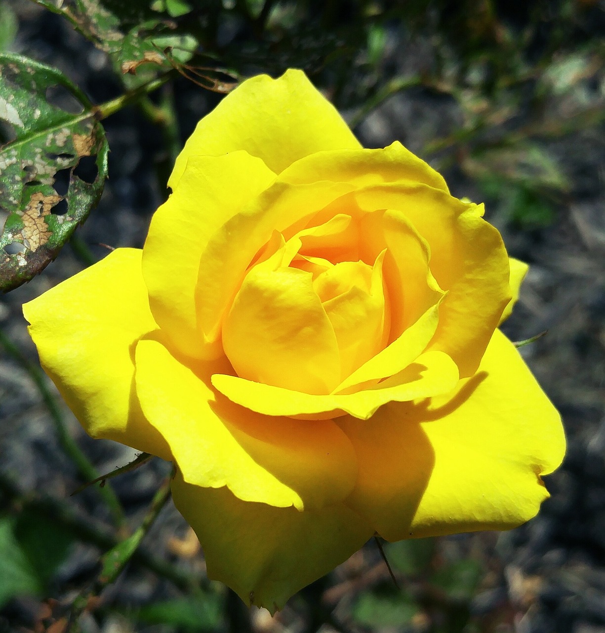 Geltona, Mini Rožė, Ohio, Gėlė, Nemokamos Nuotraukos,  Nemokama Licenzija