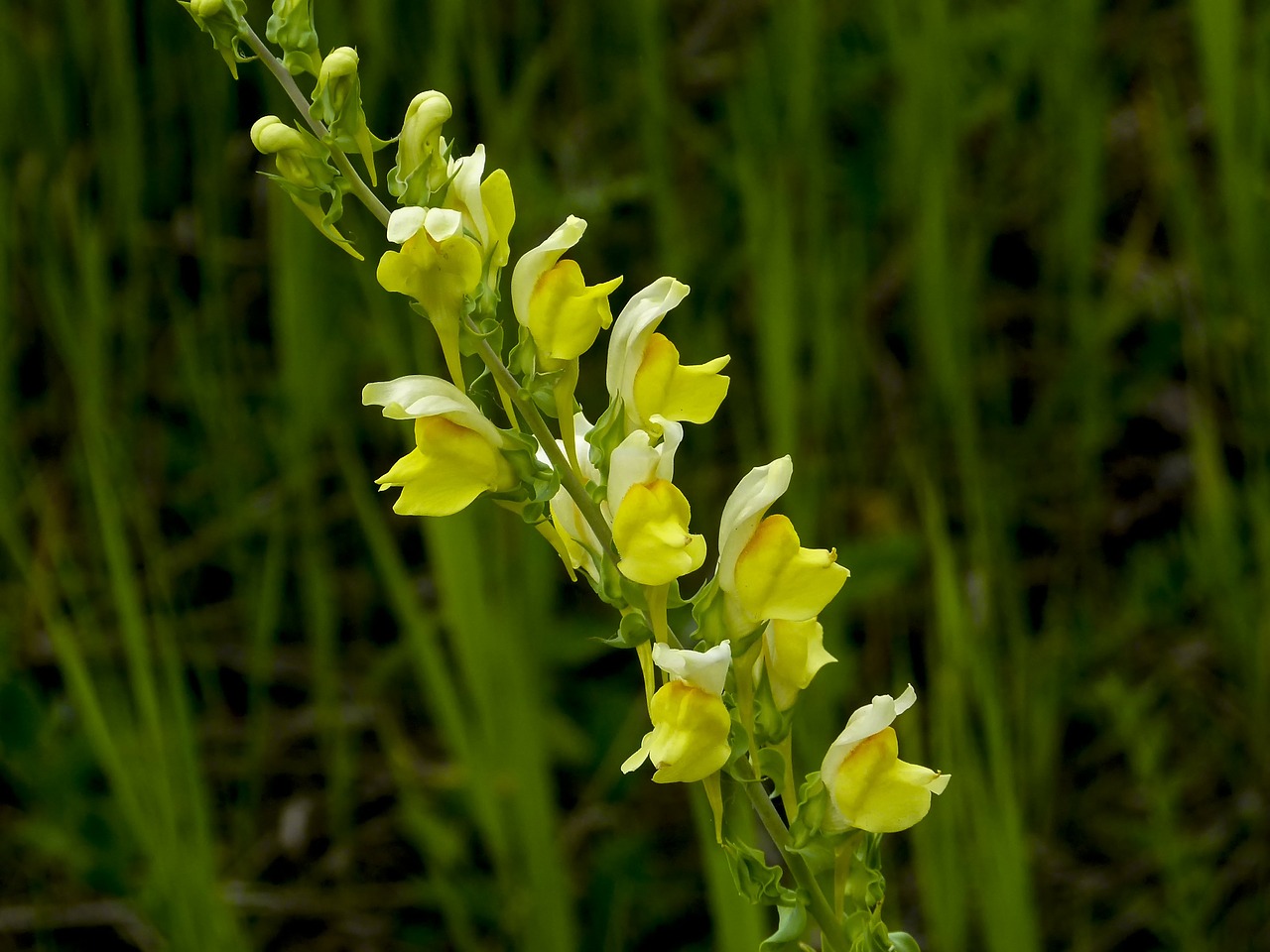 Geltona, Bendras Snapdragon, Snapdragon, Antirrhinum Majus, Sodas, Gėlė, Gamta, Augalas, Pieva, Nemokamos Nuotraukos