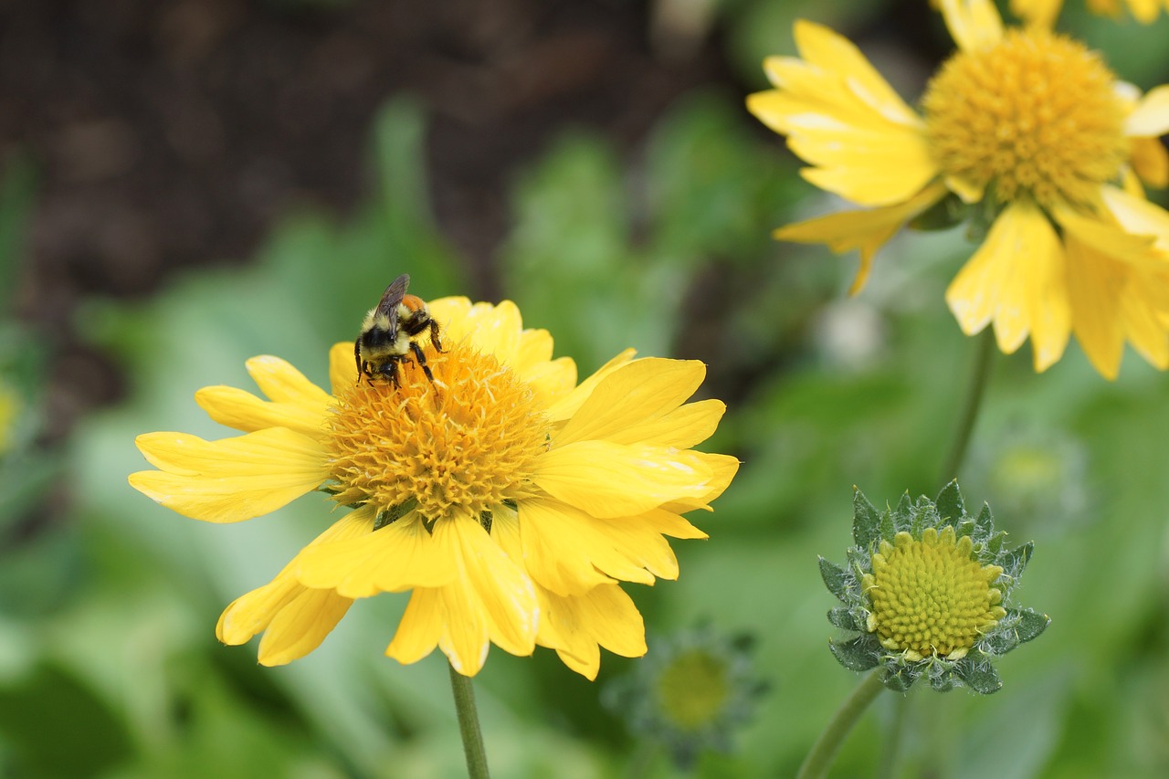 Daisy, Bičių, Geltona, Gėlė, Žiedadulkės, Pavasaris, Nemokamos Nuotraukos,  Nemokama Licenzija