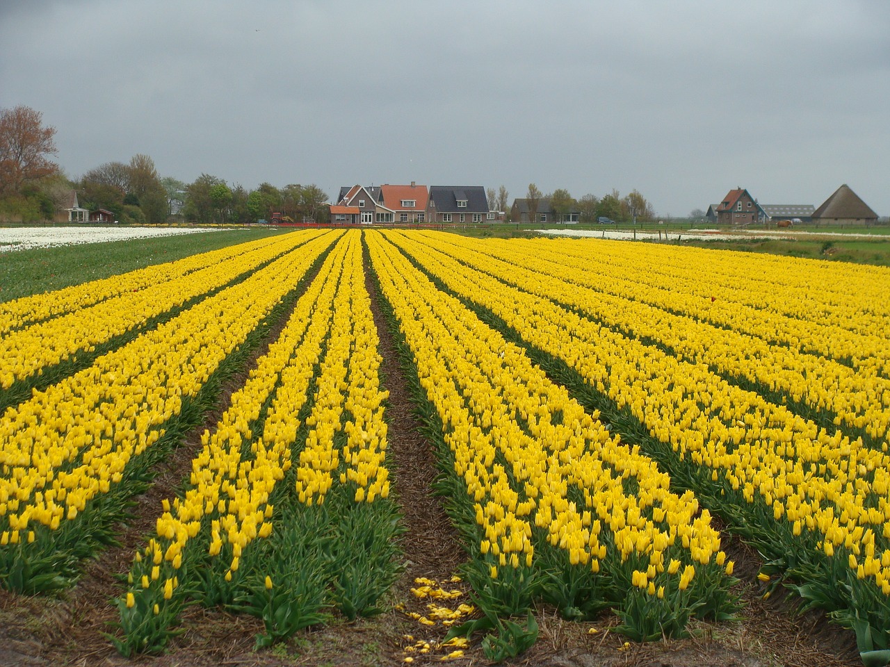 Geltona, Nyderlandai, Holland, Lemputės Laukai, Gėlės, Pavasaris, Tulpės, Nemokamos Nuotraukos,  Nemokama Licenzija