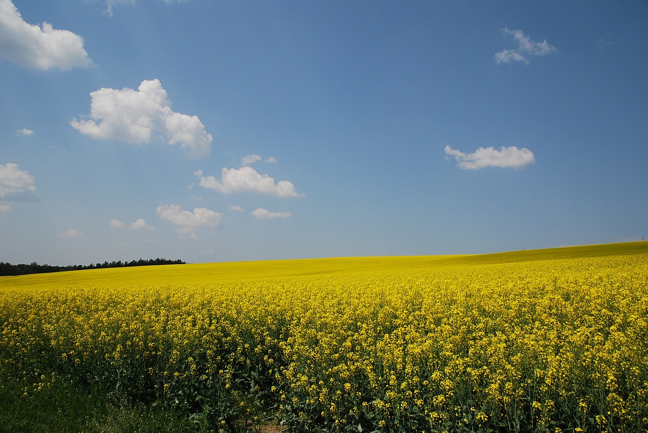 Geltona, Gamta, Rapsų Laukas, Augalas, Sėklos, Dangus, Nemokamos Nuotraukos,  Nemokama Licenzija