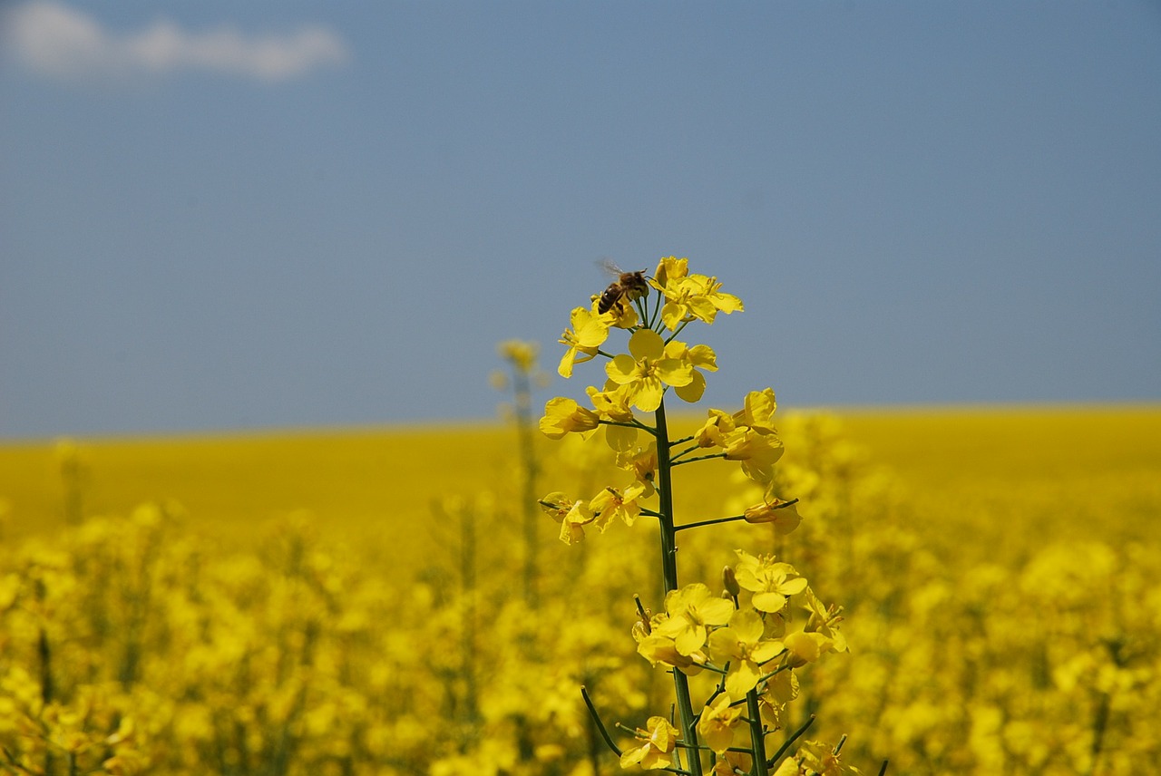 Geltona, Gamta, Rapsų Laukas, Augalas, Sėkla, Bičių, Nemokamos Nuotraukos,  Nemokama Licenzija