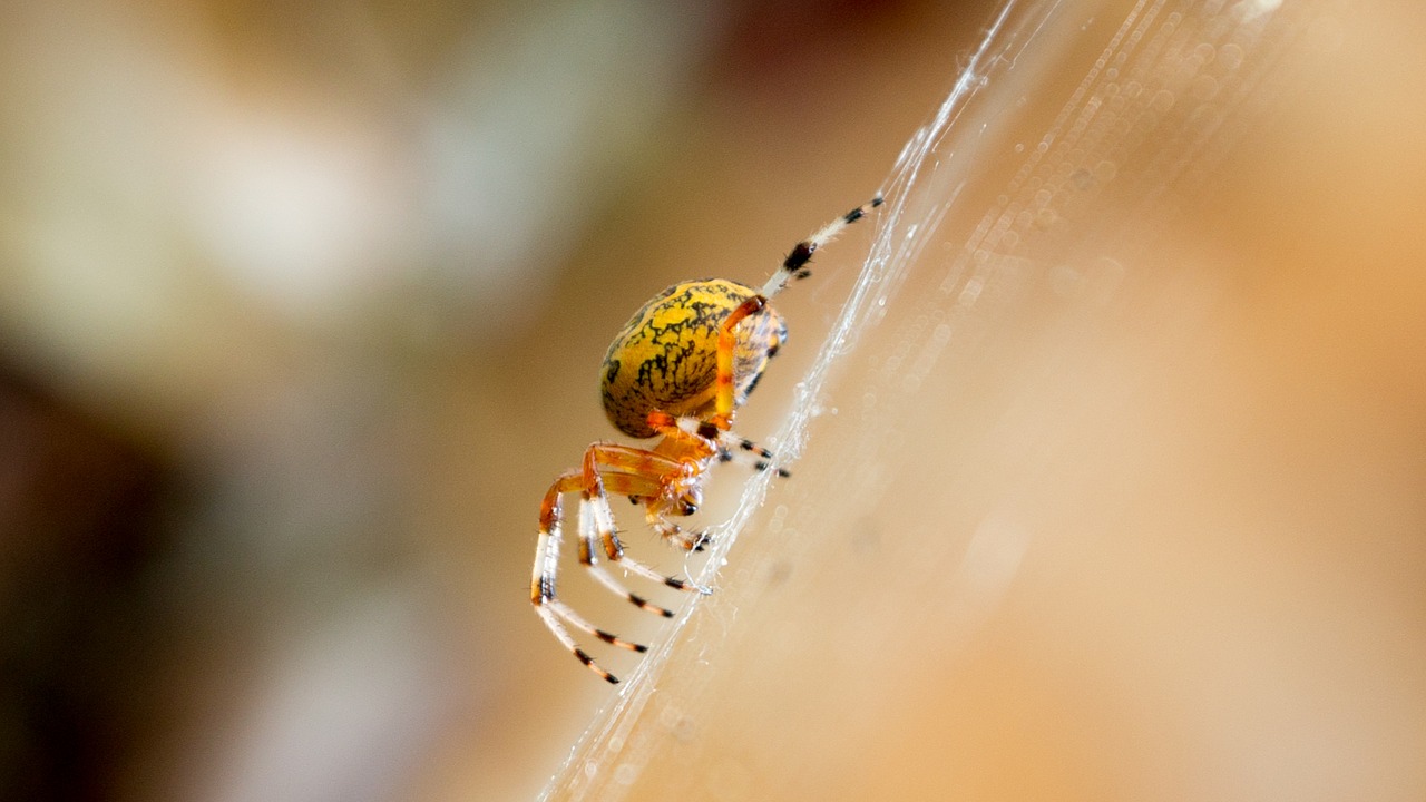 Geltona, Voras, Arachnid, Makro, Vabzdys, Gamta, Oranžinė, Klaida, Nemokamos Nuotraukos,  Nemokama Licenzija