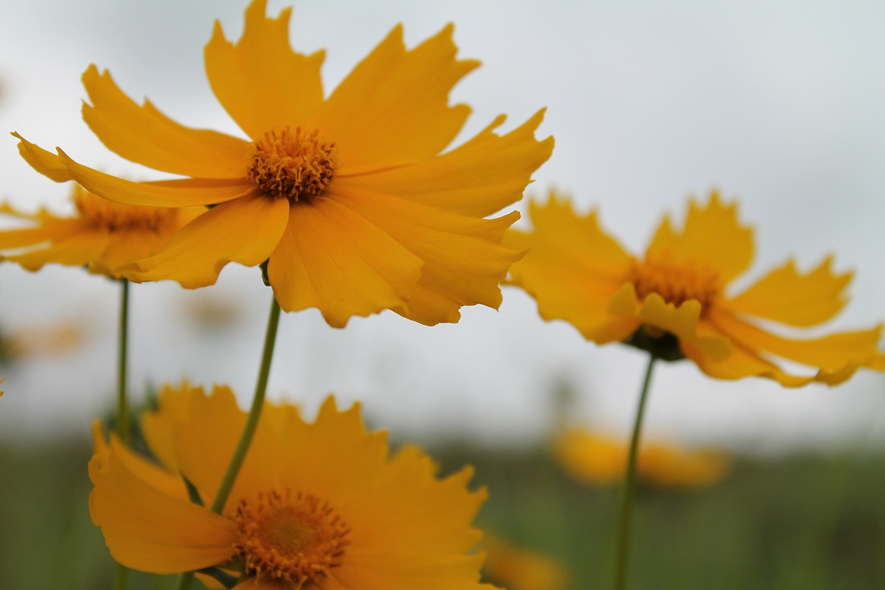 Geltona, Kosmosas, Gėlės, Žydi, Žiedai, Žydi, Auksinis, Oranžinė, Žiedlapiai, Fleurs