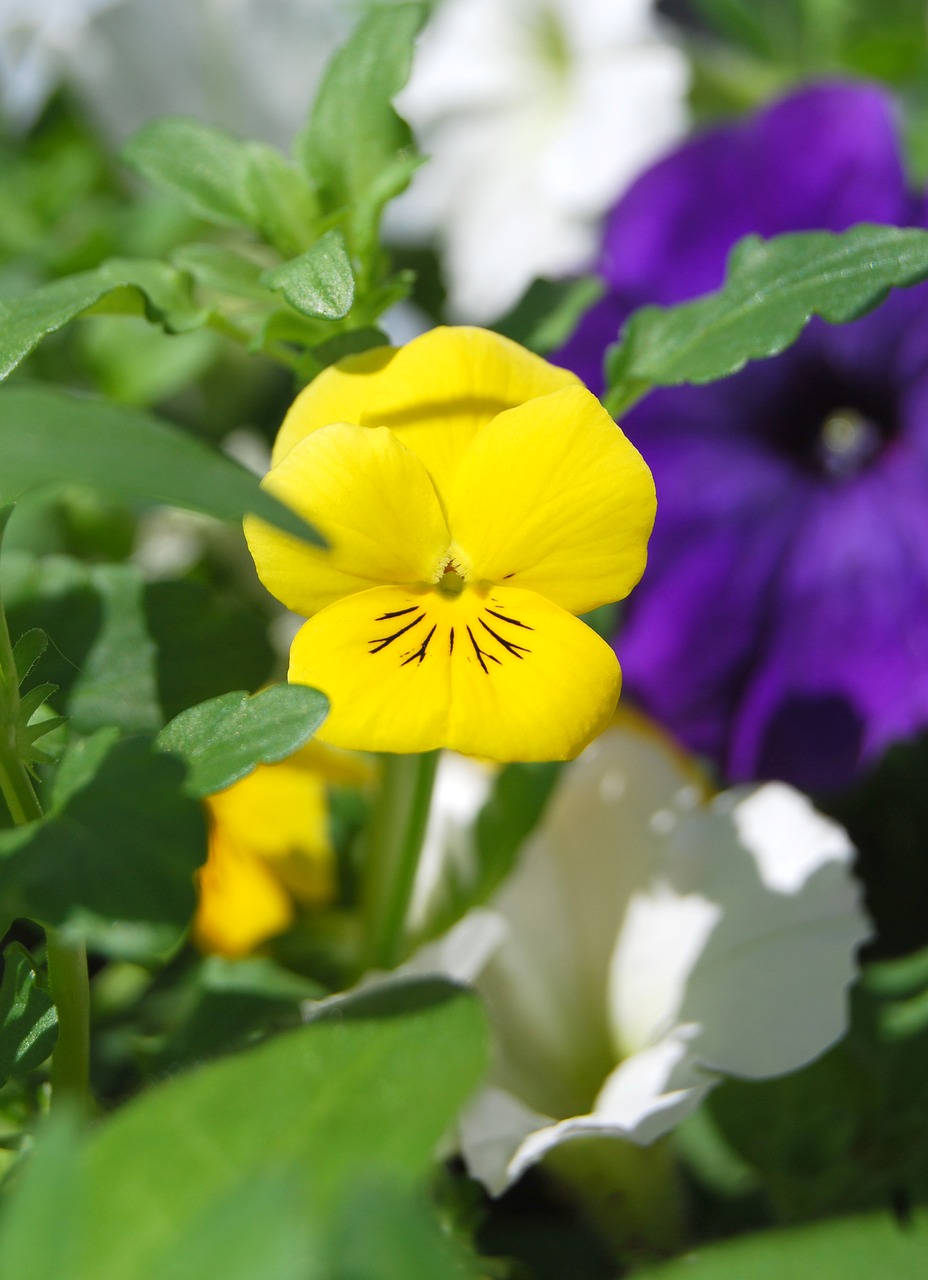 Geltona, Gėlė, Pansy, Gamta, Žalias, Vasara, Sodas, Žiedlapis, Spalvinga, Natūralus