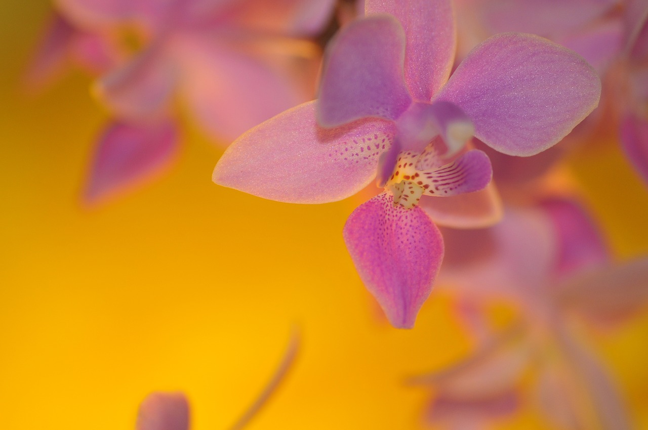 Орхидеи желто розовые. Орхидея желто розовая. Желто розовая Орхидея крупная. Желто розово зеленая Орхидея. Орхидея розовая с желтым переходом.