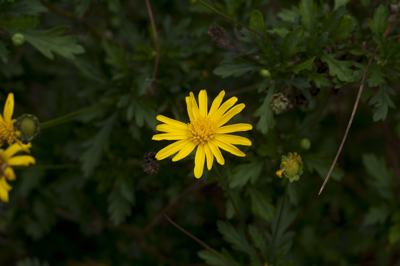 Geltona, Gėlė, Bokeh, Gamta, Vasara, Gėlių, Pavasaris, Spalva, Žiedas, Lapai