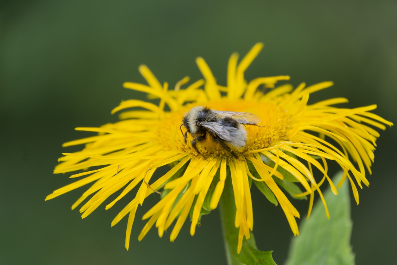 Geltona, Isp, Gėlė, Wildflower, Vabzdys, Nemokamos Nuotraukos,  Nemokama Licenzija