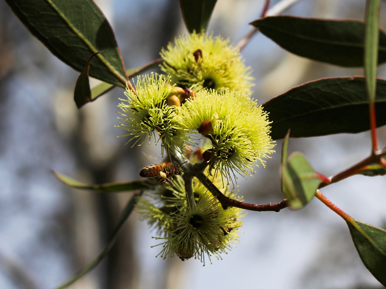 Geltona,  Žiedų,  Bičių,  Pobūdį,  Eukalipto,  Gumtree,  Australija, Nemokamos Nuotraukos,  Nemokama Licenzija