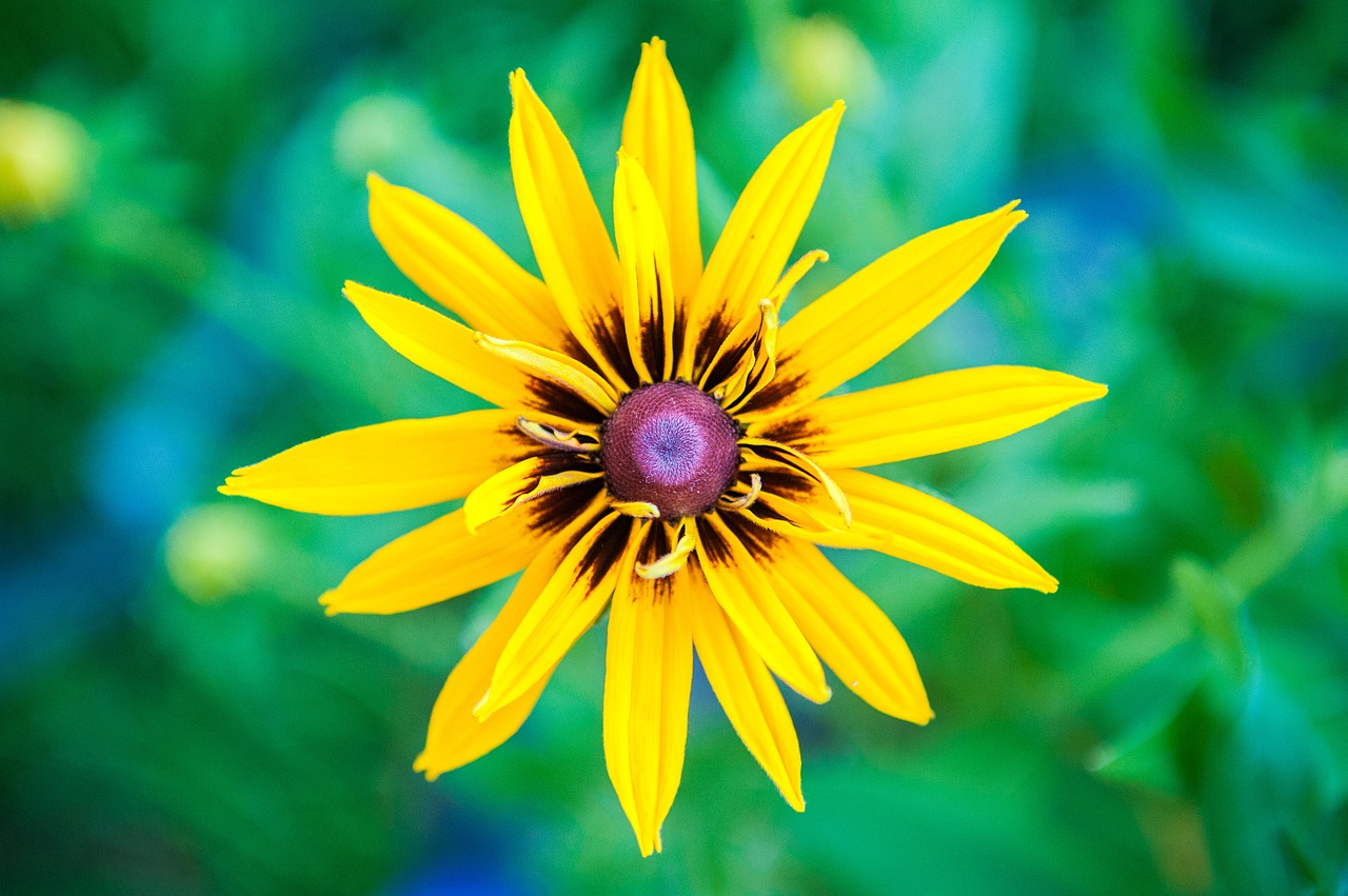 Geltona,  Gėlė,  Makro,  Žydi,  Sodas,  Pobūdį,  Gėlės,  Floros,  Vasara,  Žiedlapiai