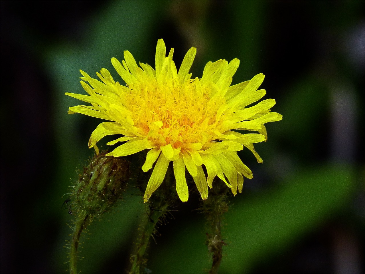 Geltona, Laukinė Gėlė, Gamta, Vasaros Gėlės, Žydėti, Metinė Velniai, Wildflower, Nemokamos Nuotraukos,  Nemokama Licenzija