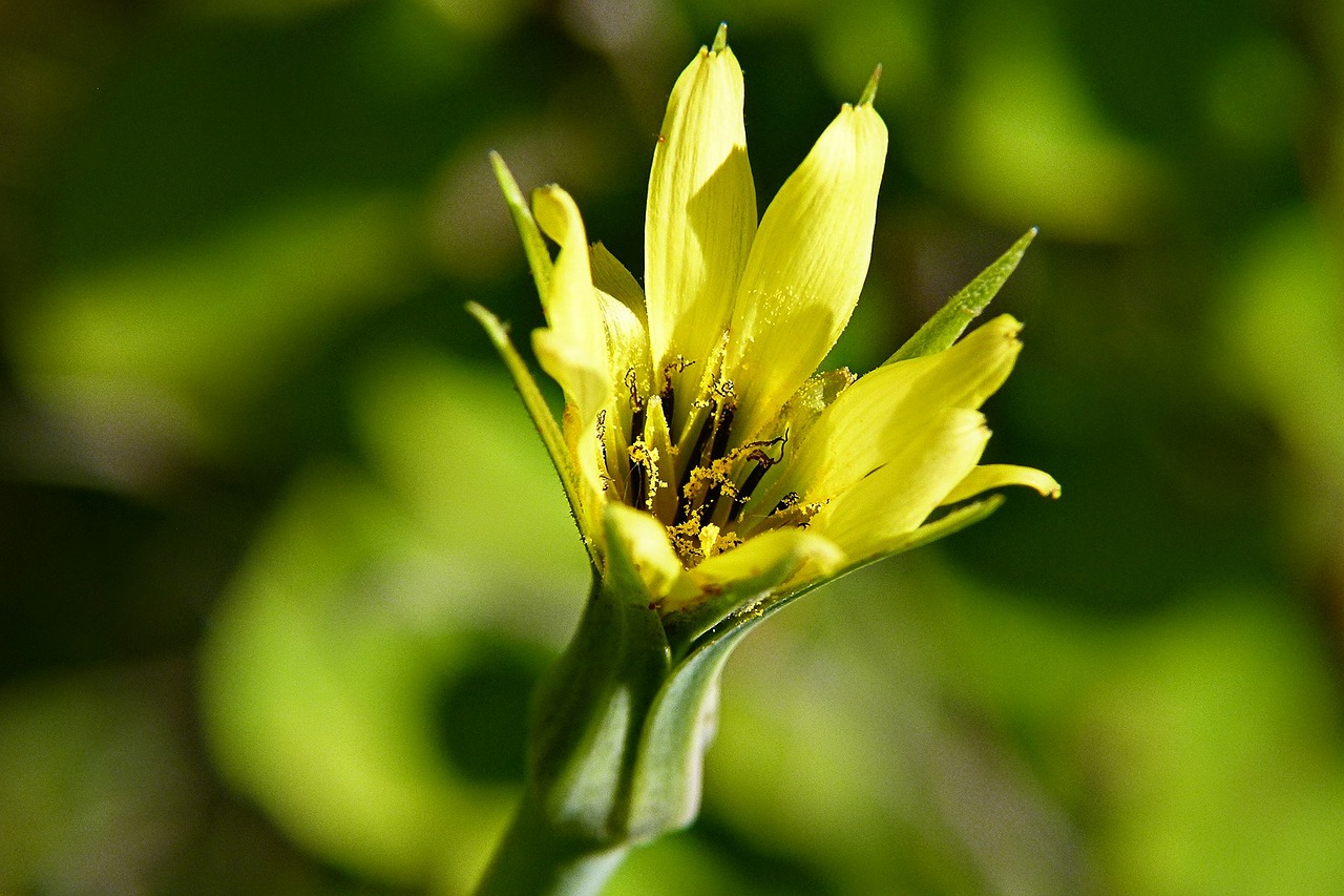 Geltona, Wildflower, Pieva, Gamta, Iš Arti, Makro, Žiedadulkės, Vasara, Nemokamos Nuotraukos,  Nemokama Licenzija