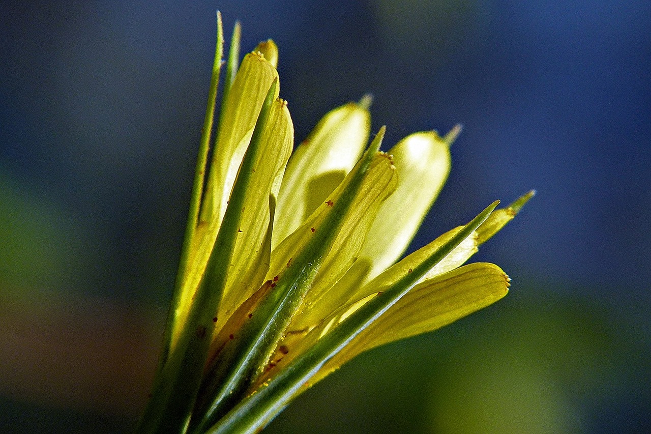 Geltona, Wildflower, Pieva, Augalas, Gėlė, Gamta, Iš Arti, Makro, Nemokamos Nuotraukos,  Nemokama Licenzija