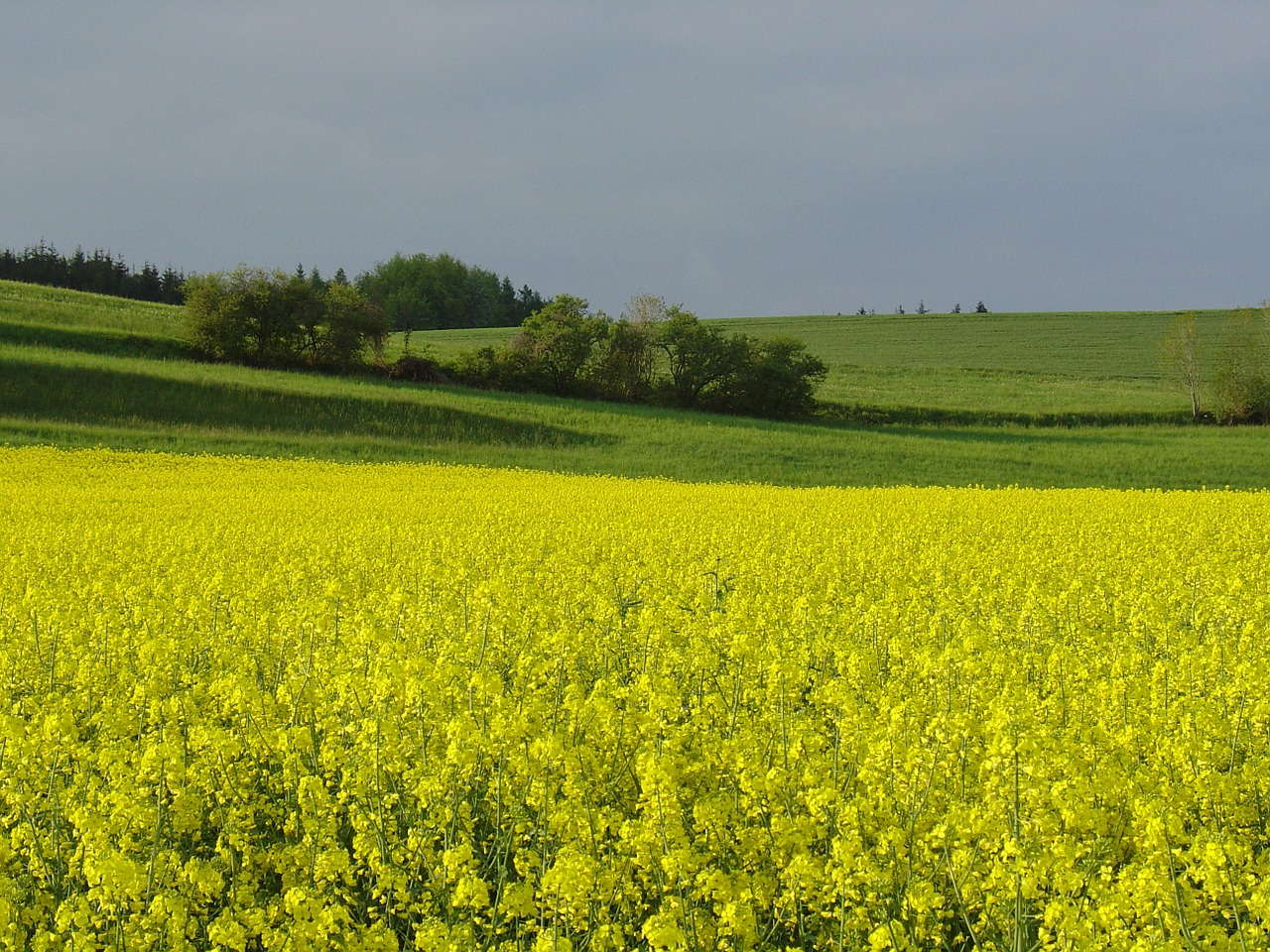 Geltona, Aliejiniai Rapsai, Laukas, Rapsų Sėklos, Rapsų Žiedas, Vasara, Laukai, Augti, Žemdirbystė, Nemokamos Nuotraukos