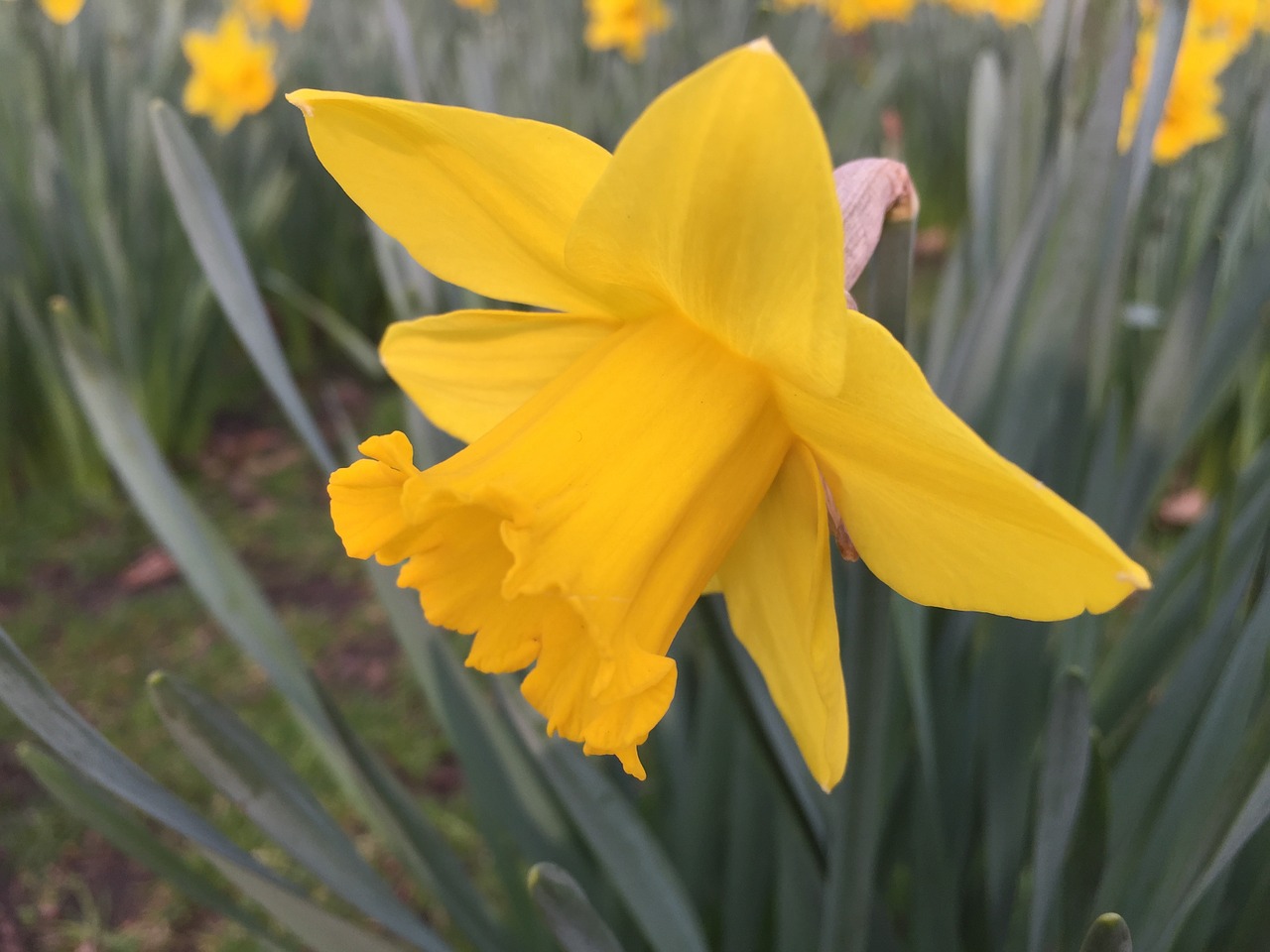 Geltona, Daffodil, Žiedas, Vasara, Gėlių, Žydėti, Sezonas, Žiedlapiai, Gamta, Gėlė