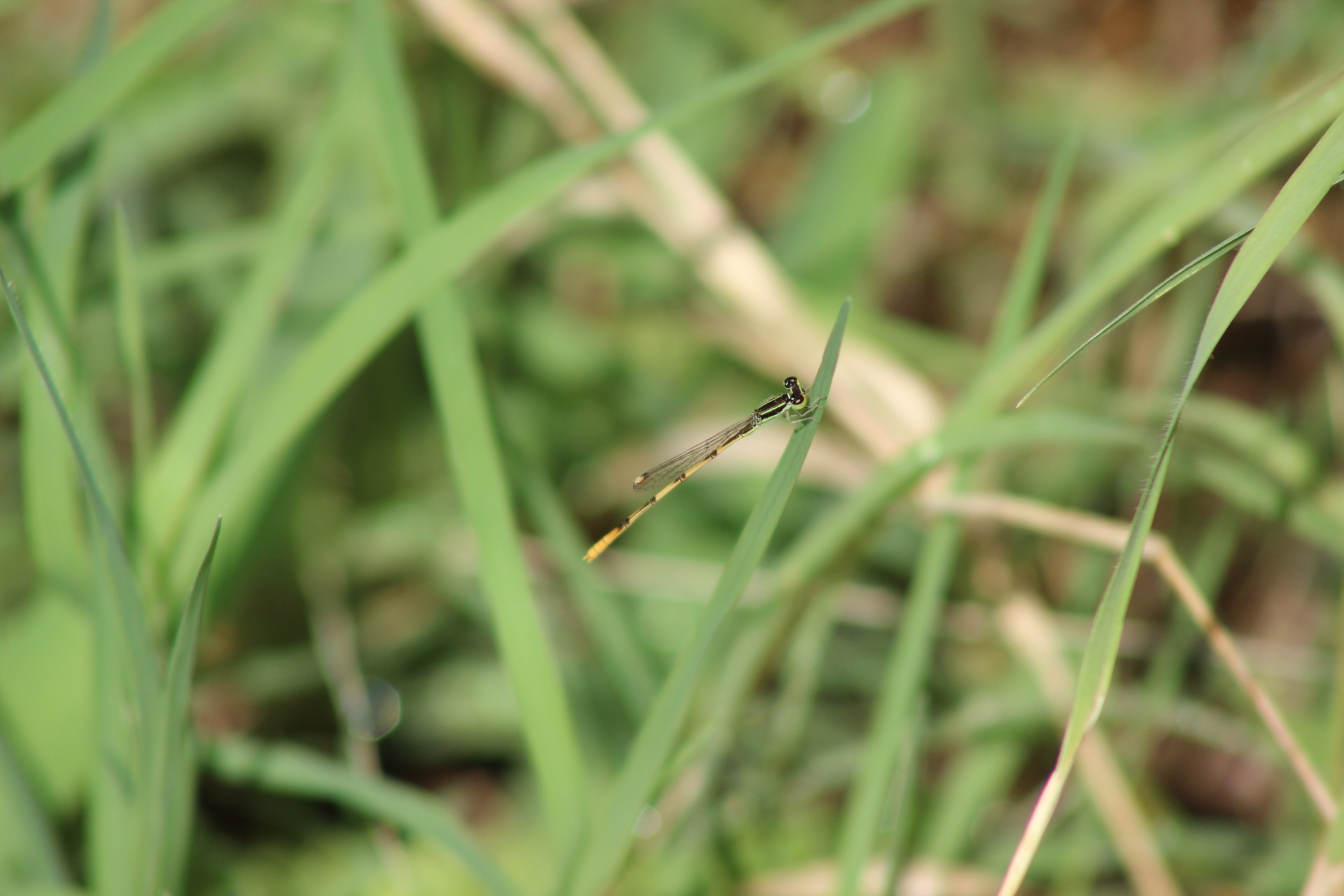 Ischnura,  Hastata,  Identifikavimas,  Žalias,  Geltona,  Juoda,  Forktail,  Damselfly,  Lazda,  Žolė