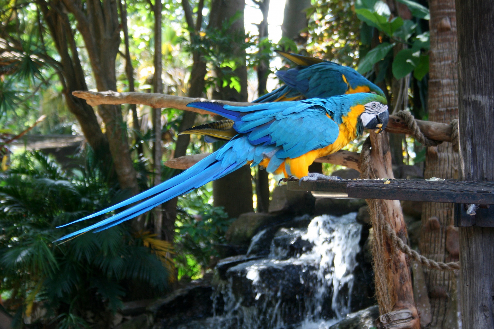 Paukštis,  Didelis,  Papūga,  Macaw,  Mėlynas,  Geltona,  Pusės & Nbsp,  Peržiūra,  Sustingęs,  Geltona Ir Mėlyna Paprastoji Papūga 5