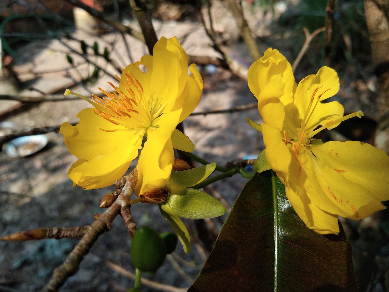 Geltona Abrikosų Gėlių,  Į Kien Giang Provincijoje, Nemokamos Nuotraukos,  Nemokama Licenzija