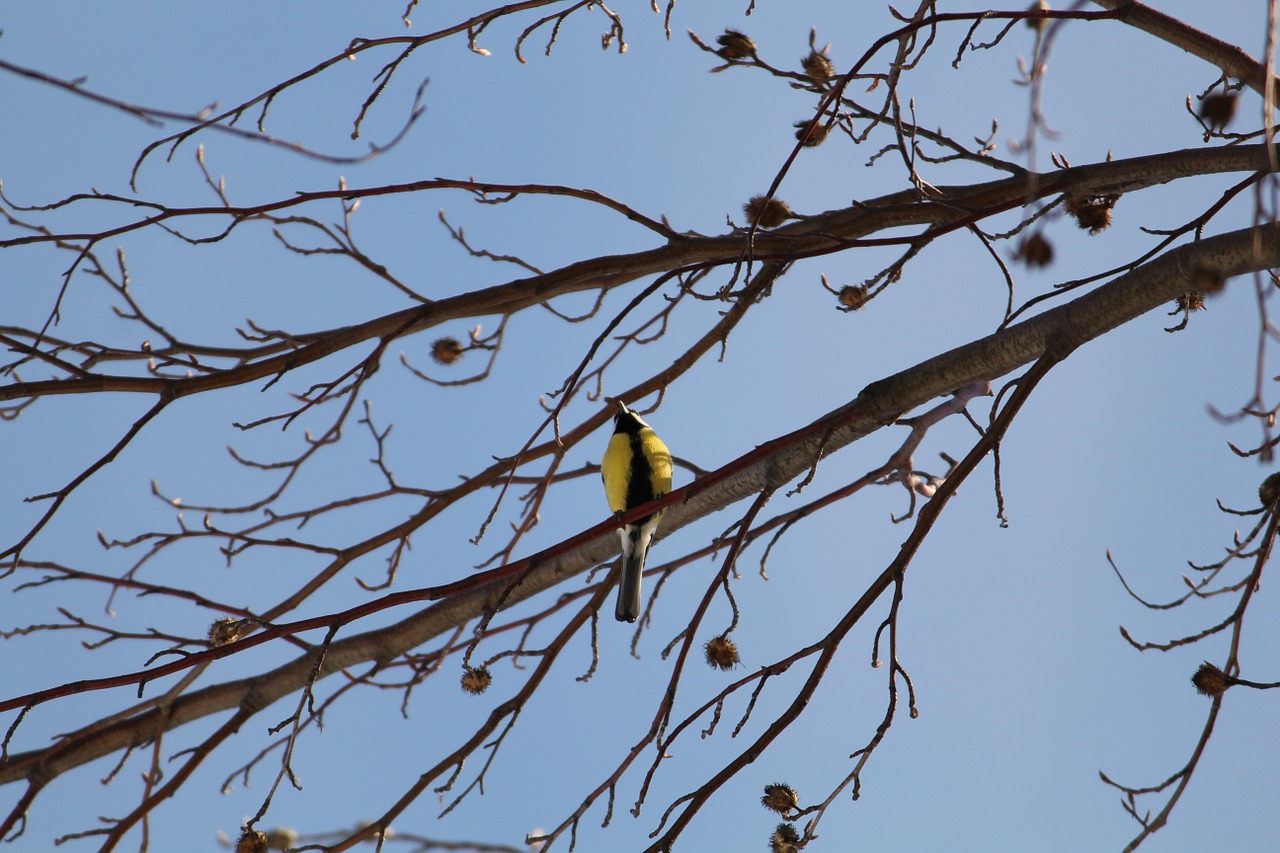 Geltonai Bellied Siskin, Paukštis, Juoda Ir Geltona, Filialas, Medis, Gyvūnas, Dangus, Nemokamos Nuotraukos,  Nemokama Licenzija