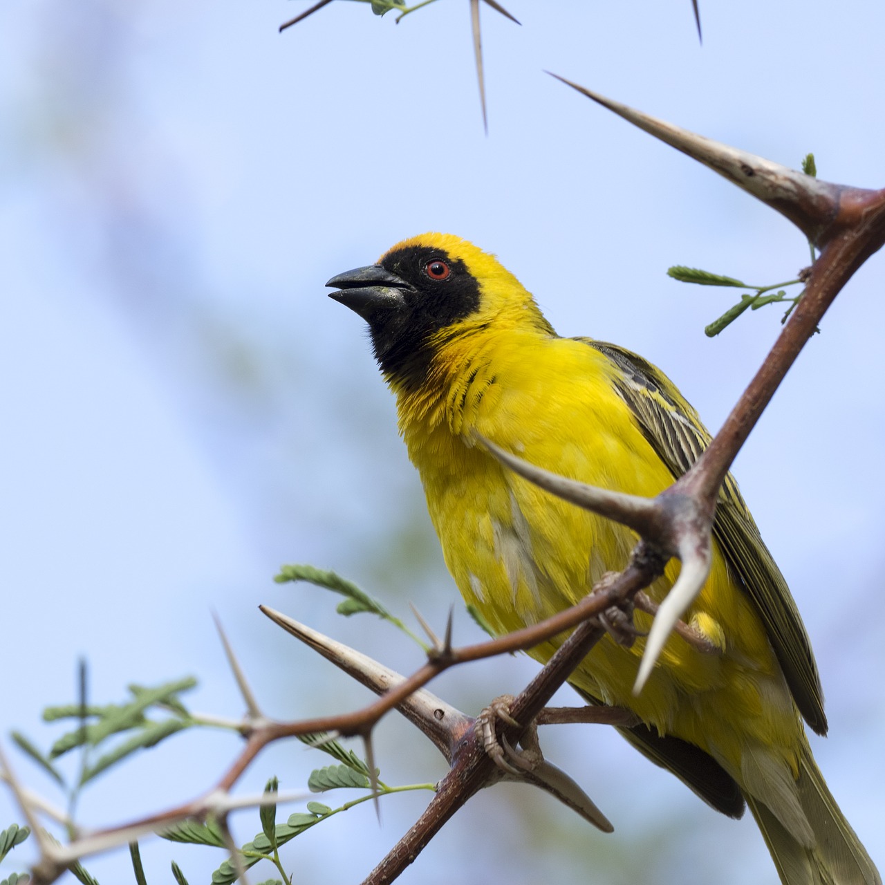 Geltona Paukštis, Webervogel, Erškėčių, Namibija, Gamta, Nemokamos Nuotraukos,  Nemokama Licenzija