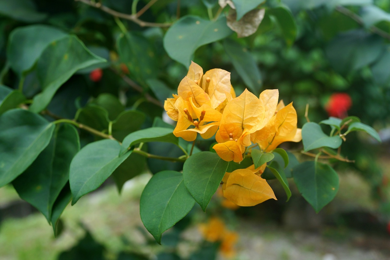 Geltona Bougainvilija, Siaubingi Dekoratyviniai Vynuogynai, Krūmai, Medžiai, Gėlių Pavidalo Lapai, Flora, Sodas, Makro, Nemokamos Nuotraukos,  Nemokama Licenzija