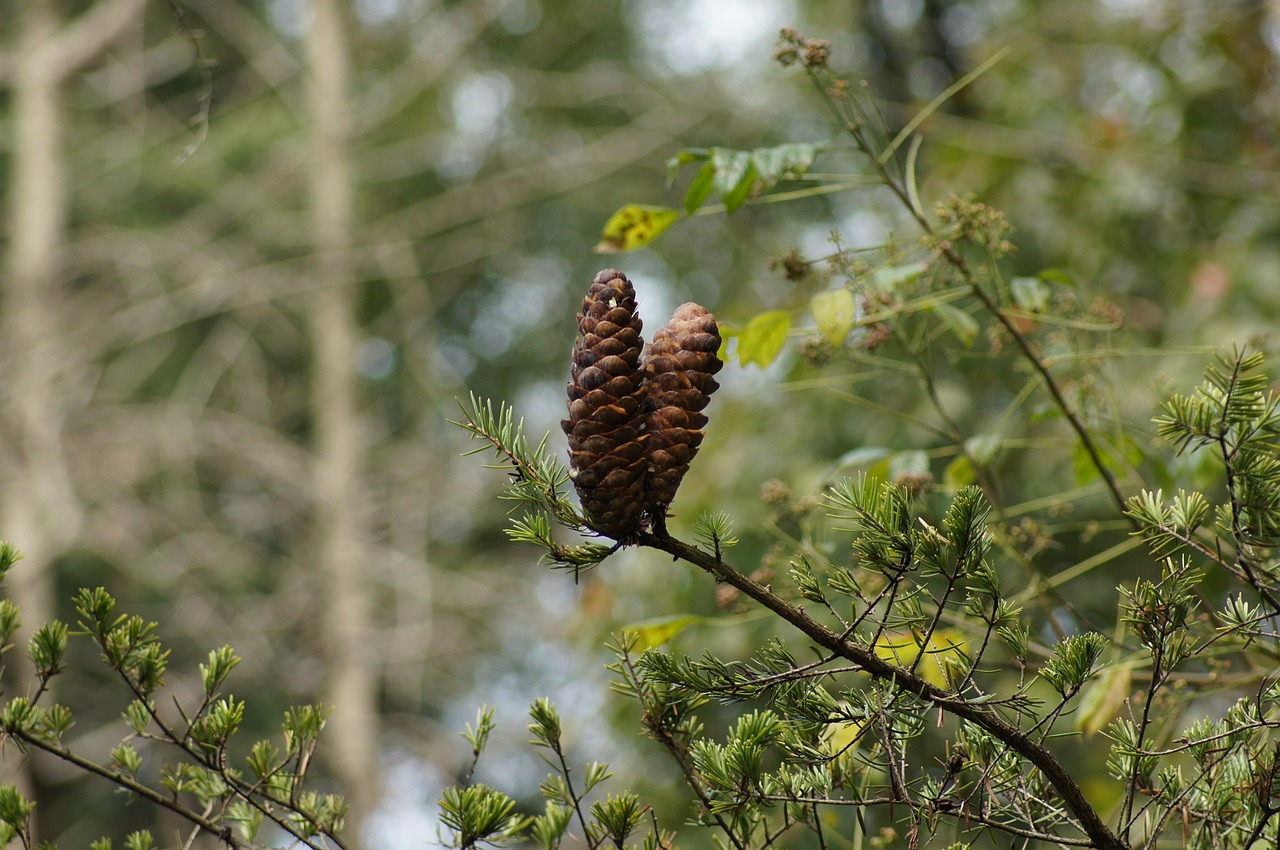 Geltona Filialas Keteleeria Fortunei, Keteleery Fortunei, Vaisiai, Nemokamos Nuotraukos,  Nemokama Licenzija