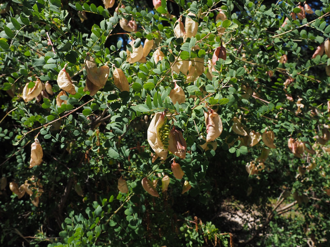 Geltonas Burbulas Krūmas, Krūmas, Colutea Arborescens, Fabaceae, Faboideae, Ankštiniai, Medis, Vaisiai, Rispig, Smūgis