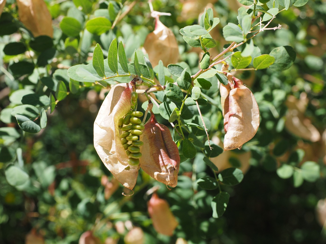 Geltonas Burbulas Krūmas, Krūmas, Colutea Arborescens, Fabaceae, Faboideae, Ankštiniai, Medis, Vaisiai, Rispig, Smūgis