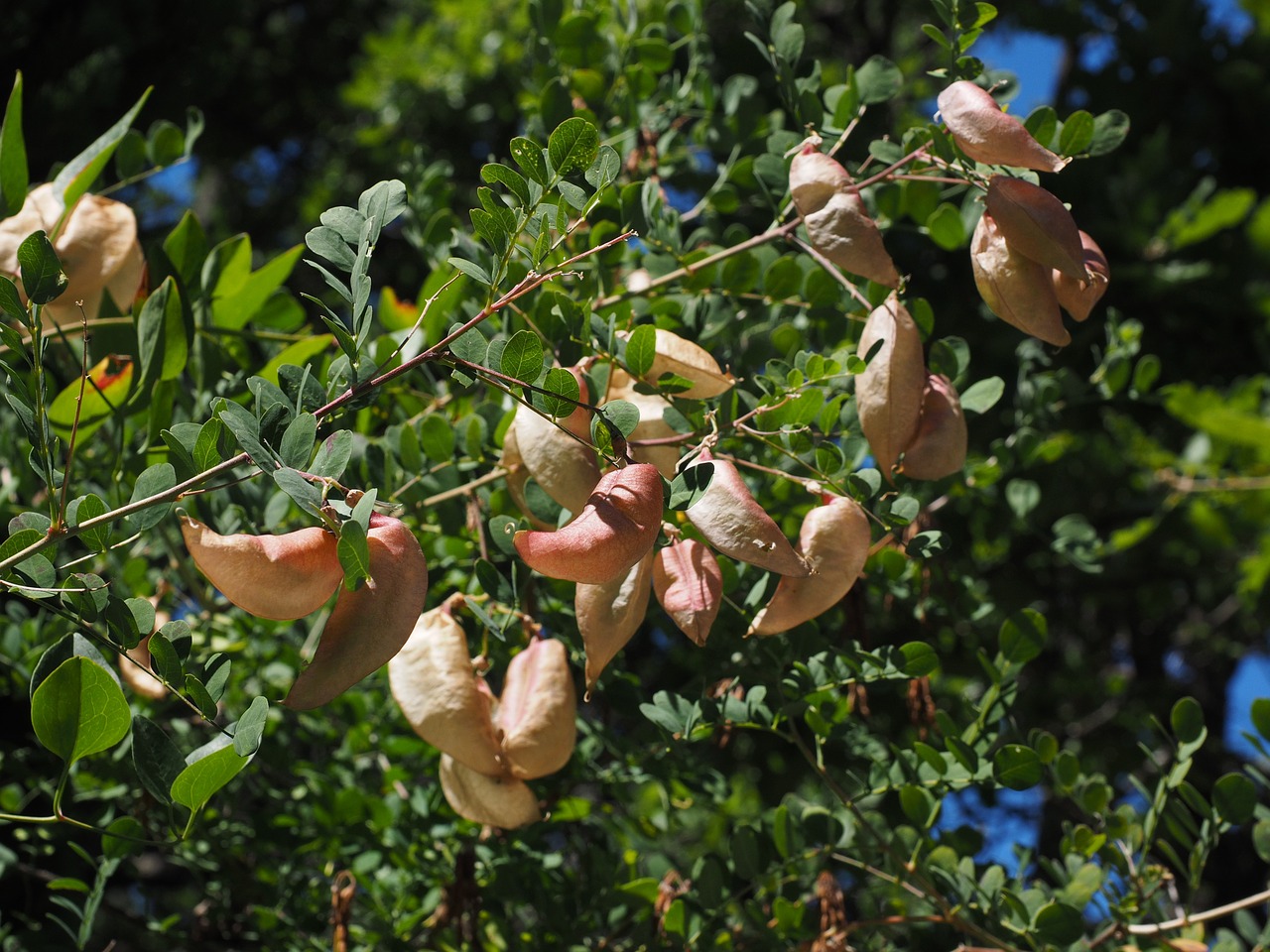 Geltonas Burbulas Krūmas, Krūmas, Colutea Arborescens, Fabaceae, Faboideae, Ankštiniai, Medis, Vaisiai, Rispig, Smūgis