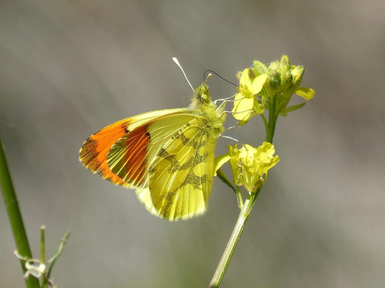 Geltona Drugelis, Aurora Geltona, Laukinė Gėlė, Libar, Anthocharis Euphenoides, Aurora Groga, Nemokamos Nuotraukos,  Nemokama Licenzija