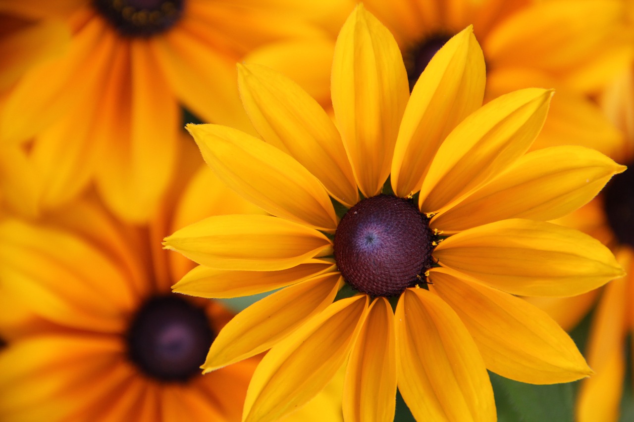 Geltona Ragana, Rudbeckia Fulgida, Vasaros Gėlė, Paprastas Sonnenhut, Krepšelio Gėlių Šiltnamiai, Geltona, Ryškiai Geltona, Gėlė, Žiedas, Žydėti