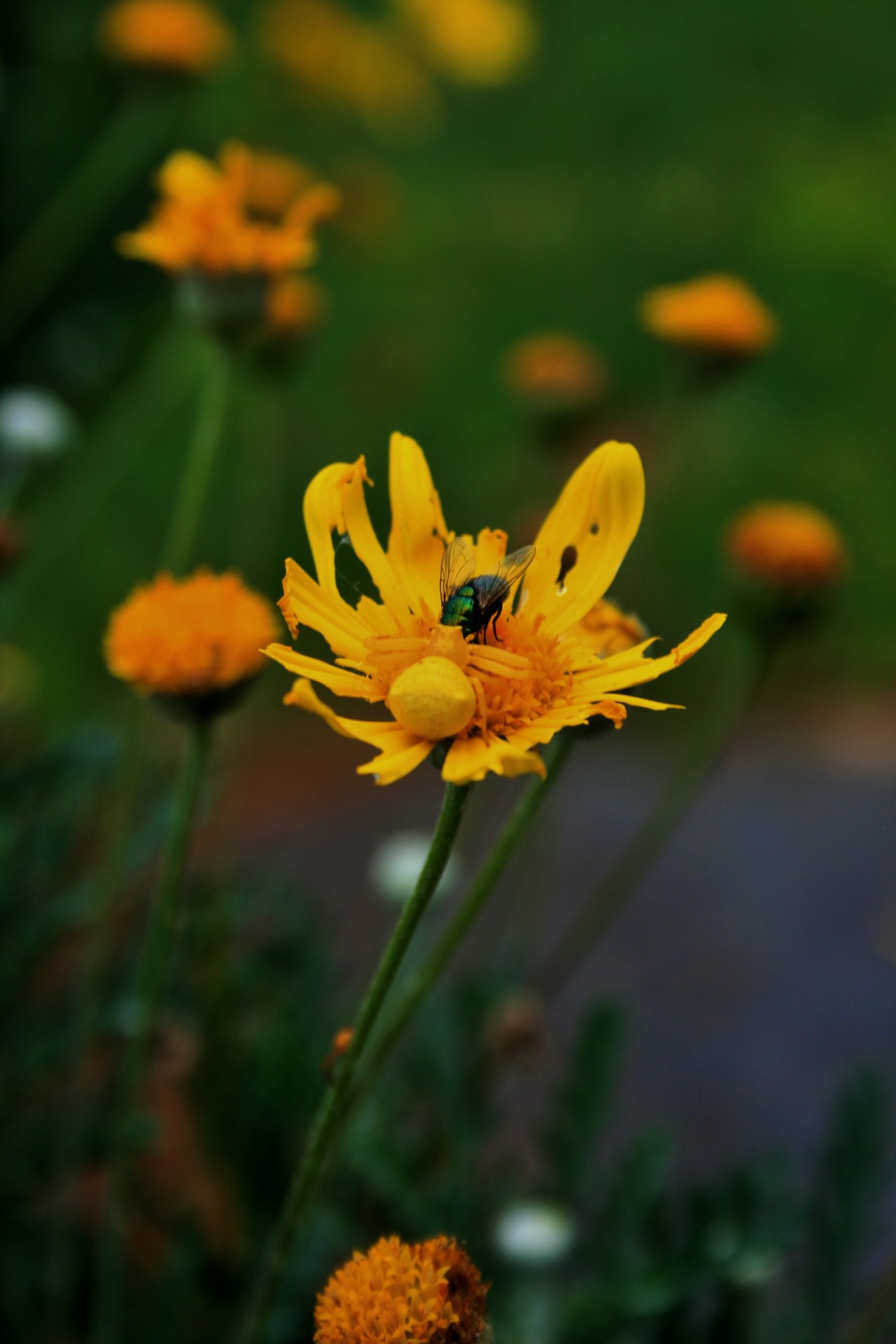 Daisy,  Voras,  Krabas,  Geltona,  Mėlynas & Nbsp,  Skristi,  Maistas,  Geltonas Krabų Voras,  Mėgstantis Skristi, Nemokamos Nuotraukos