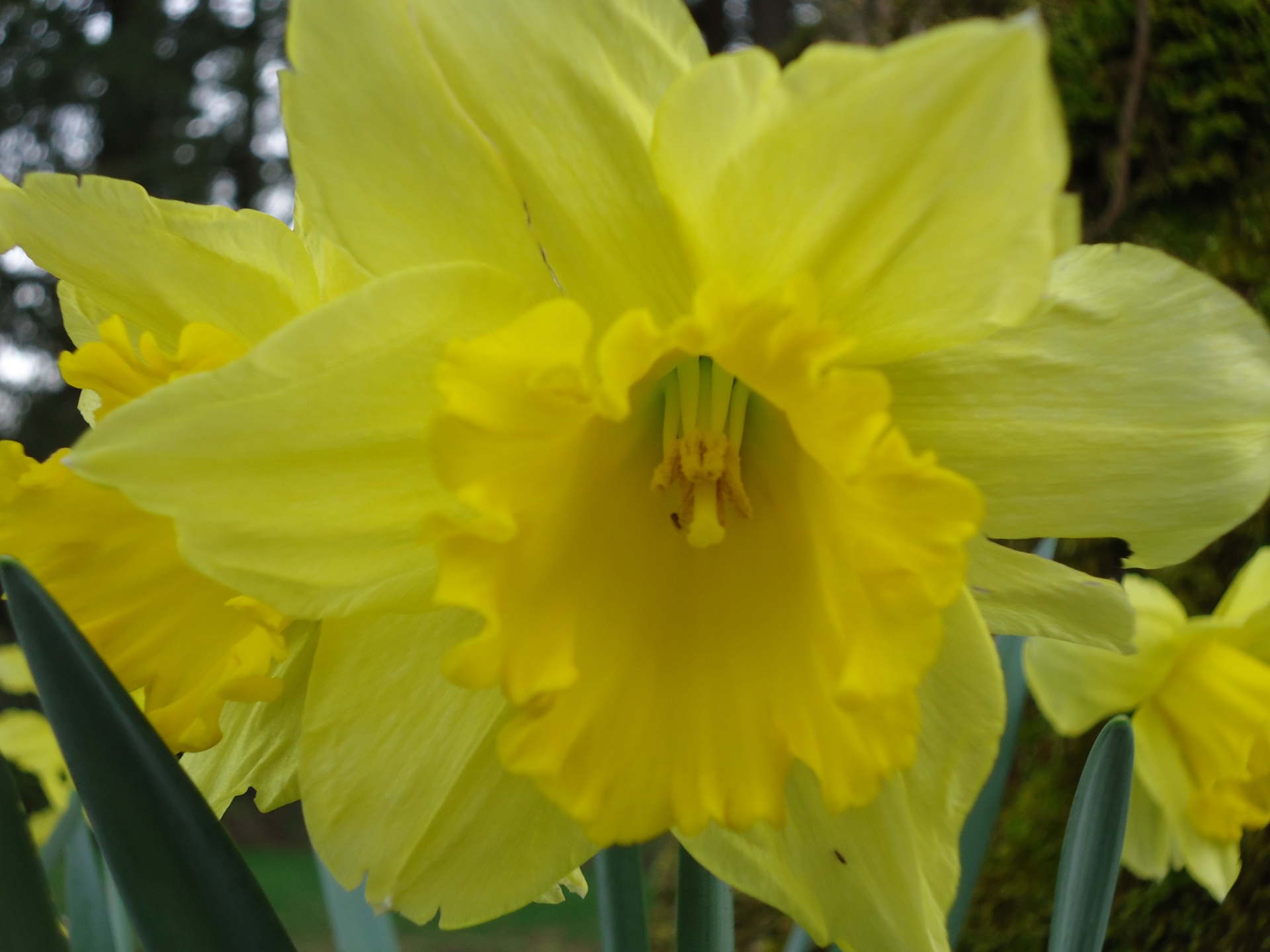 Daffodil,  Geltona,  Gėlė,  Augalas,  Gamta,  Spalva,  Lauke,  Lauke,  Makro,  Uždaryti & Nbsp