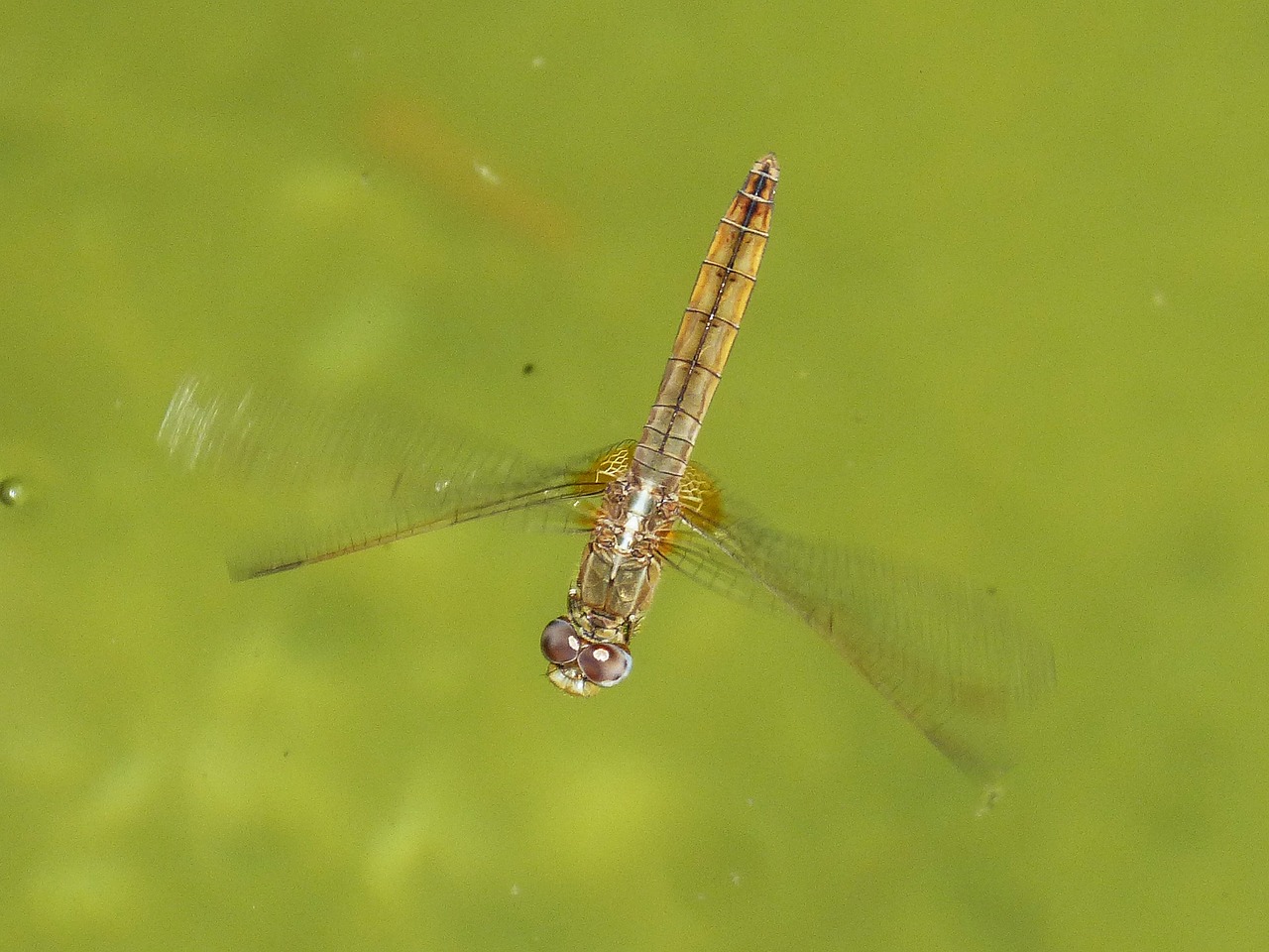 Geltona Lazdele, Skrydis, Skraidantis Vabzdys, Vanduo, Plaustas, Xarreteres Parot, Orthetrum Chrysostigma, Nemokamos Nuotraukos,  Nemokama Licenzija