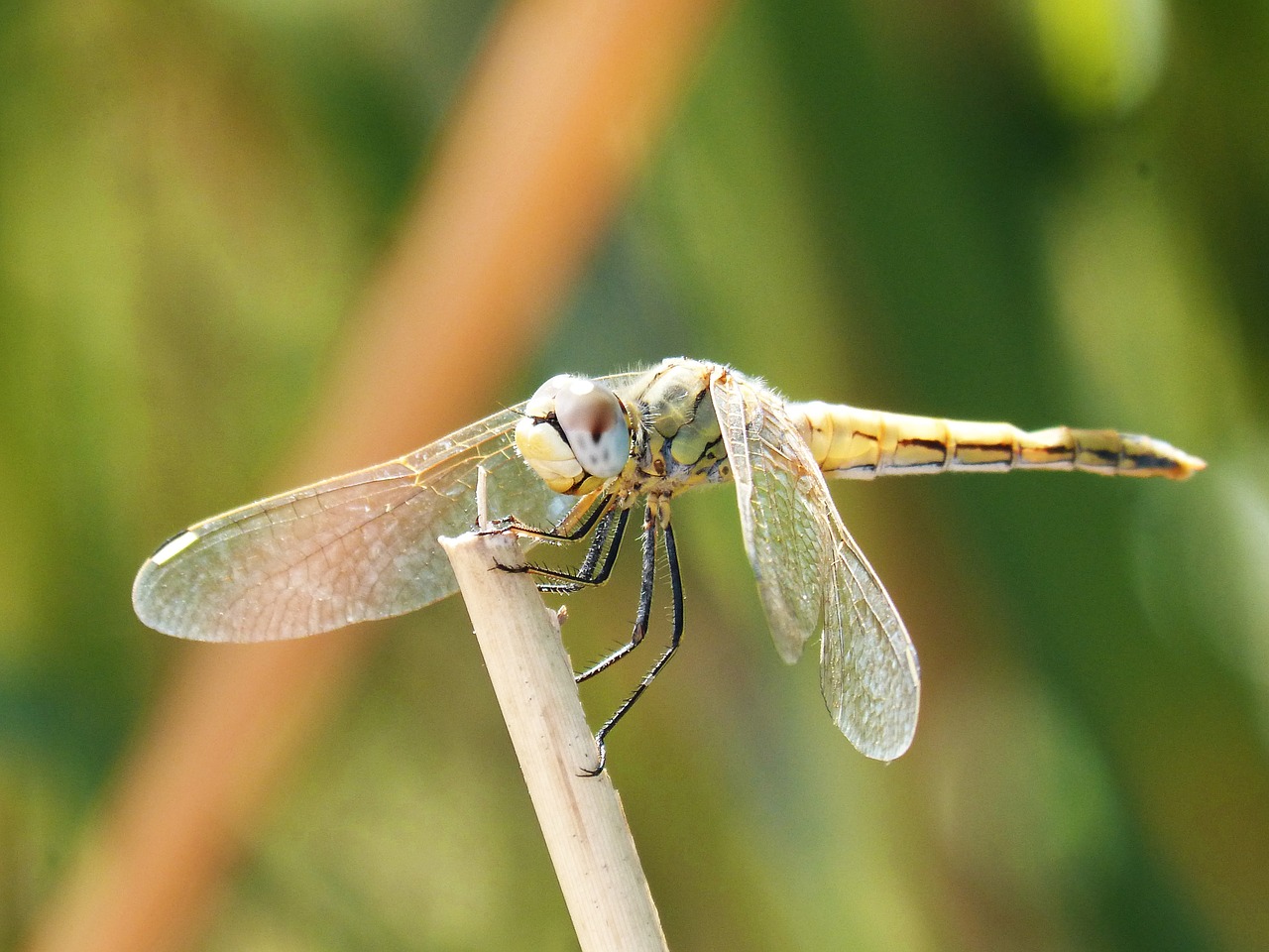 Geltona Lazdele, Sparnuotas Vabzdys, Filialas, Orthetrum Chrysostigma, Xarreteres Parot, Lazda, Nemokamos Nuotraukos,  Nemokama Licenzija